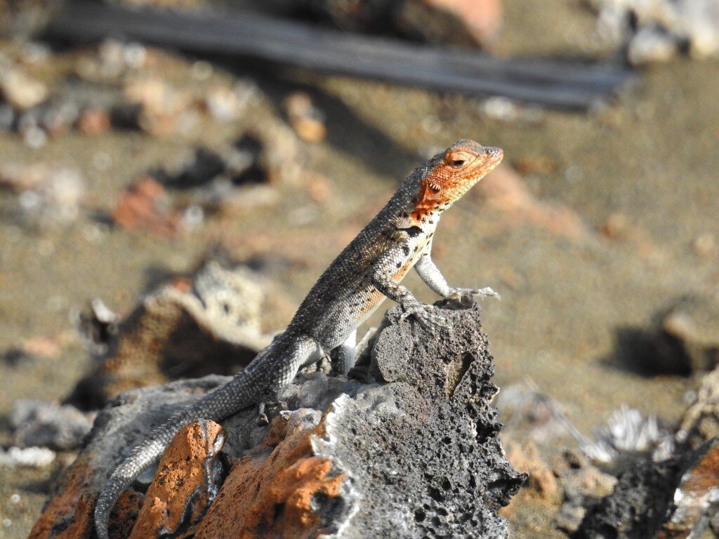 Lava Lizard (Photo Courtesy of Fu-Chyun (Clay) Chu)