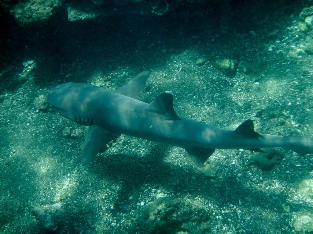 White Tipped Reef Shark (Photo Courtesy of Fu-Chyun (Clay) Chu)