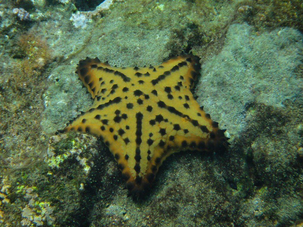 Chocolate Chip Sea Star (Photo Courtesy of Fu-Chyun (Clay) Chu)