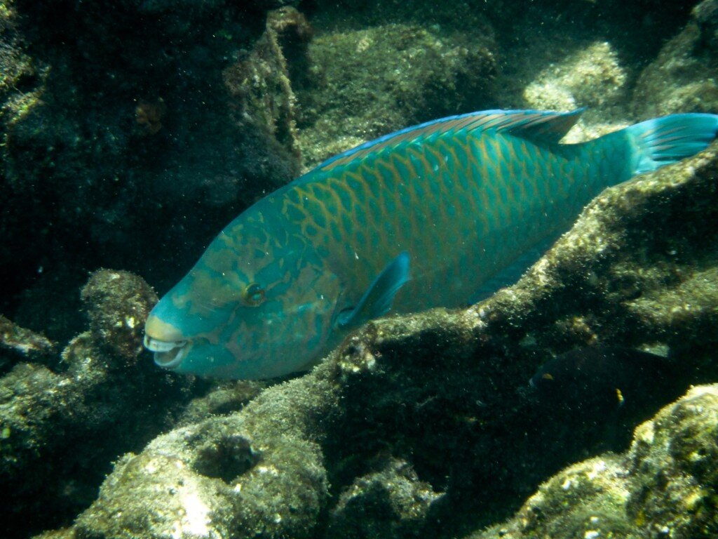 Parrotfish (Photo Courtesy of Fu-Chyun (Clay) Chu)