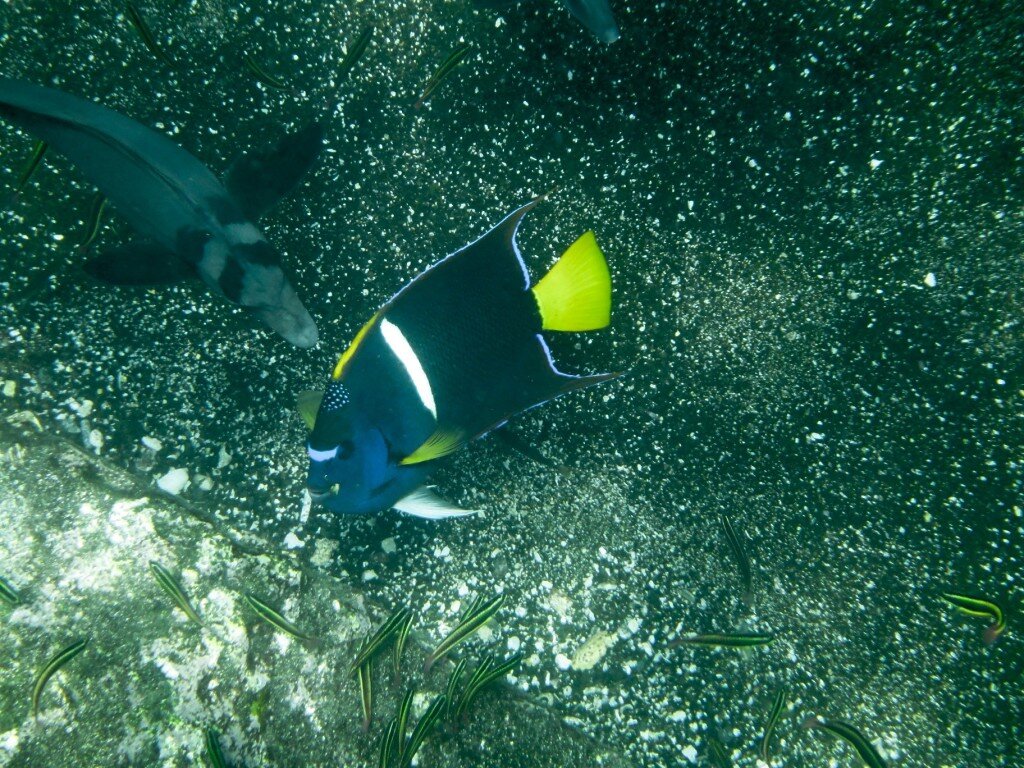Moorish Idol (Photo Courtesy of Fu-Chyun (Clay) Chu)