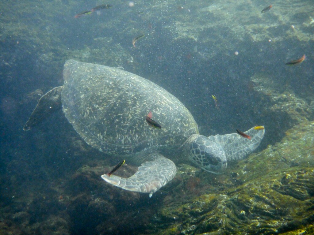 Hawksbill Turtle (Photo Courtesy of Fu-Chyun (Clay) Chu)