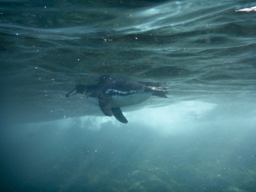 Galapagos Penguin (Photo Courtesy of Fu-Chyun (Clay) Chu)
