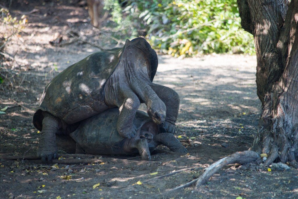 Galapagos Giant Tortoise (Photo Courtesy of Fu-Chyun (Clay) Chu)