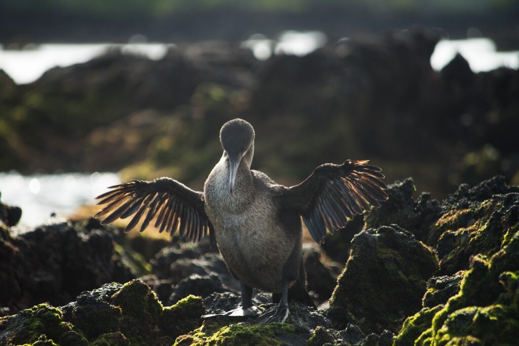 Flightless Cormorant (Photo Courtesy of Fu-Chyun (Clay) Chu)