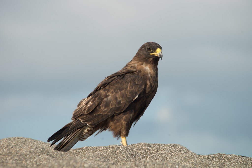 Galapagos Hawk (Photo Courtesy of Fu-Chyun (Clay) Chu)