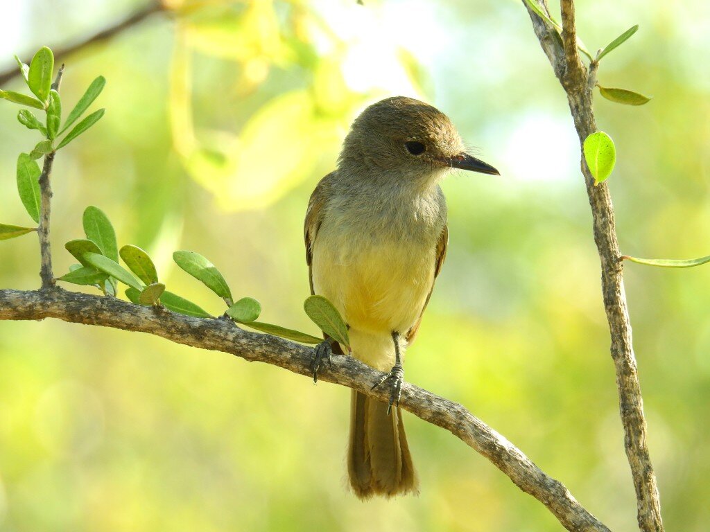 Galapagos flycatcher (Photo Courtesy of Fu-Chyun (Clay) Chu)