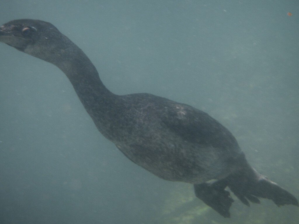 Flightless Cormorant (Photo Courtesy of Fu-Chyun (Clay) Chu)