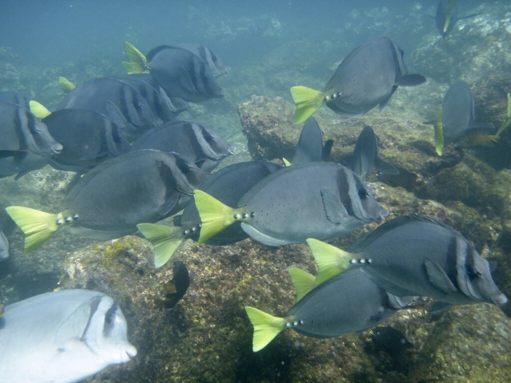 Yellow-tailed Surgeonfish (Photo Courtesy of Fu-Chyun (Clay) Chu)