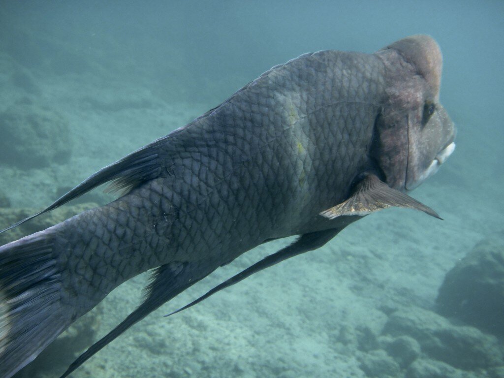 Streamer Hogfish (Photo Courtesy of Fu-Chyun (Clay) Chu)