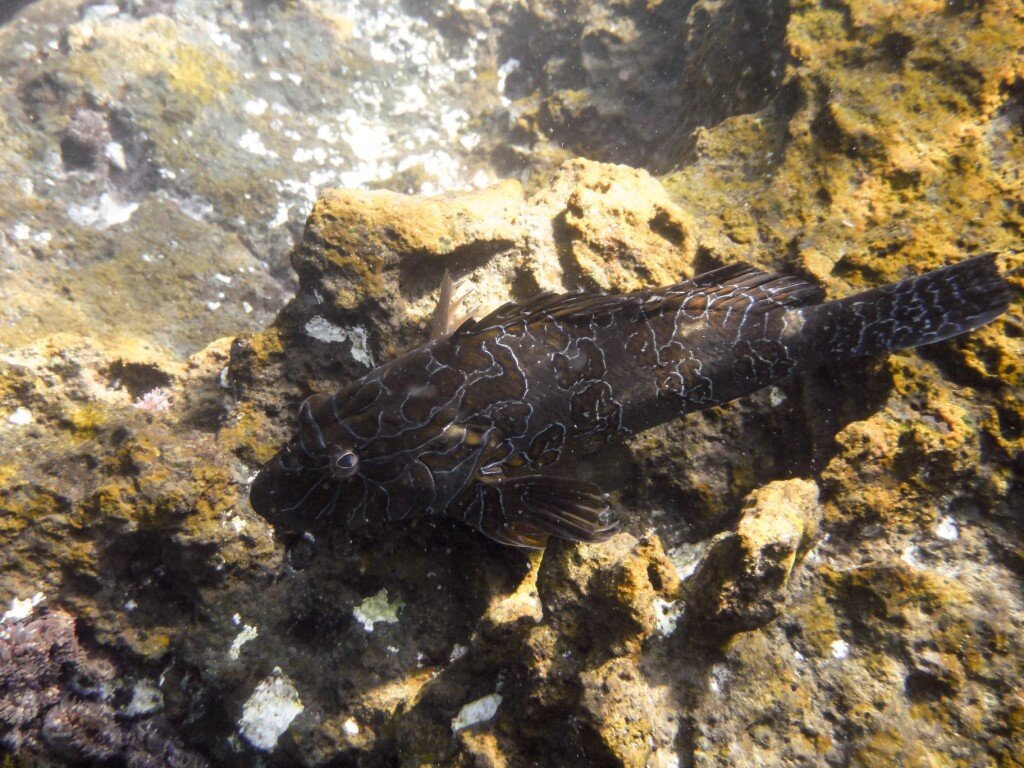 Hieroglyphic Hawkfish (Photo Courtesy of Fu-Chyun (Clay) Chu)