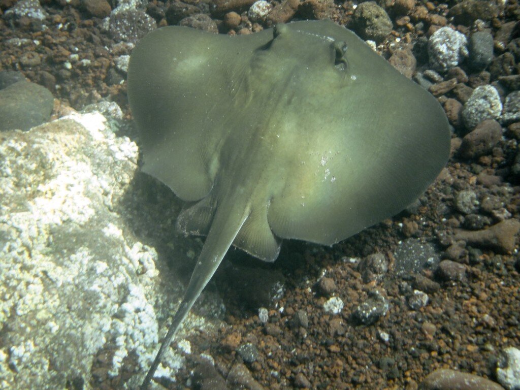 Diamond Stingray (Photo Courtesy of Fu-Chyun (Clay) Chu)
