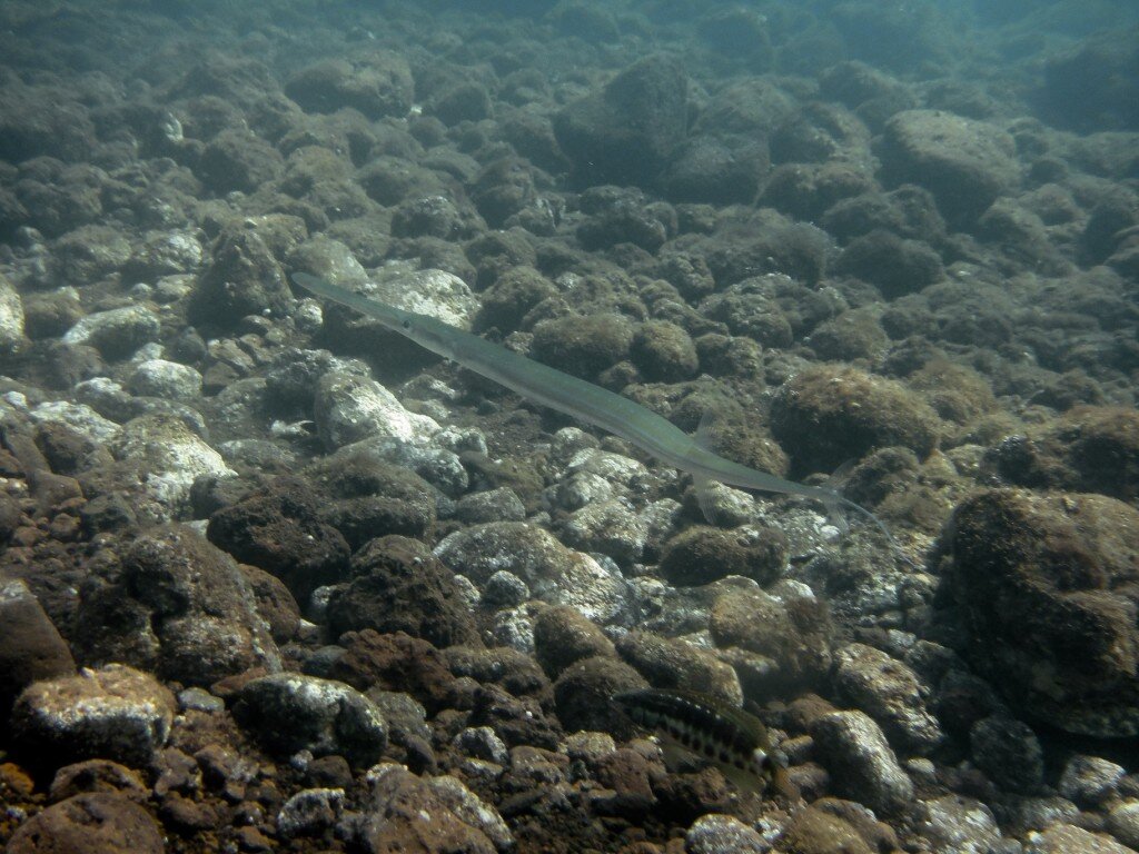 Trumpet Fish (Photo Courtesy of Fu-Chyun (Clay) Chu)