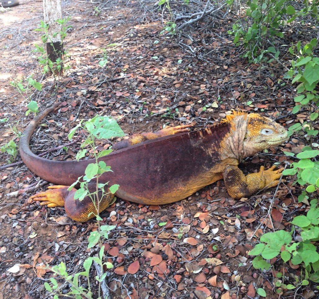 Land Iguana