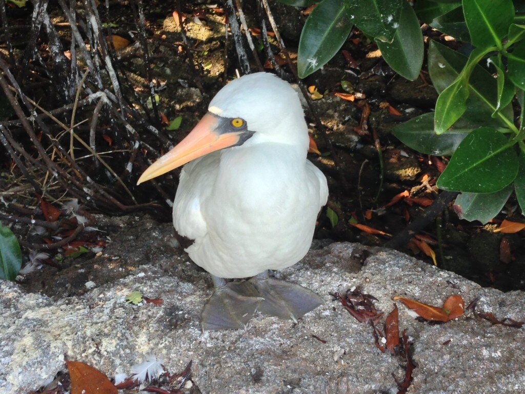 Nazca Boobie. There are 3 types of boobies on the Galapgaos - Nazca, Blue Footed, and Red Footed.