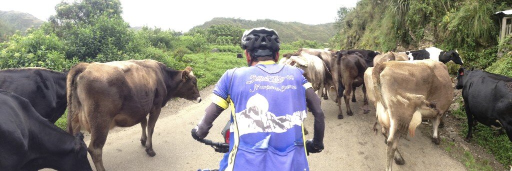 Move over, Cows!