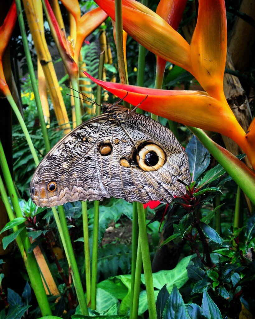 This is the "owl butterfly" 