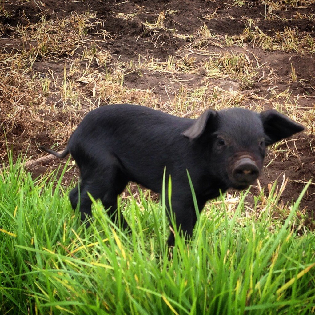 Pigs are abundant, and Janet loves them.