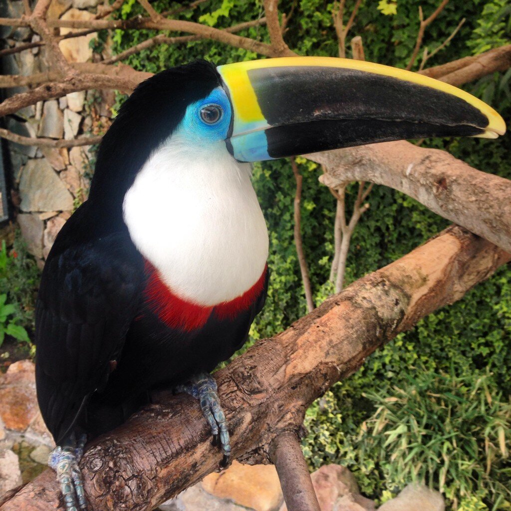 Toucan