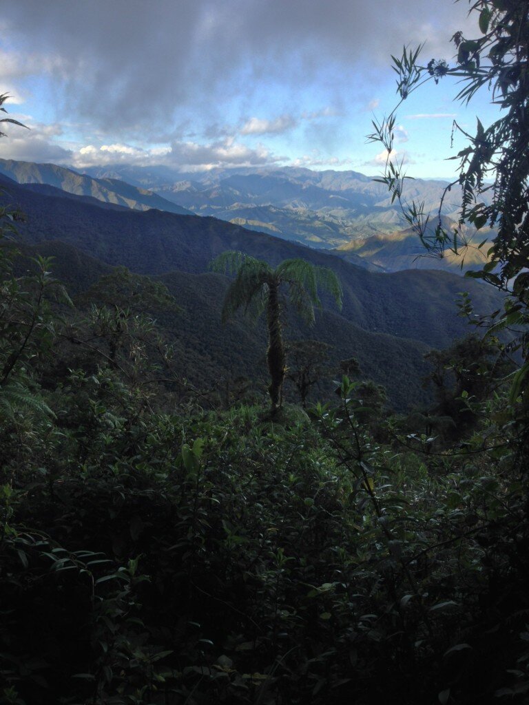 Inside Podocarpus park.