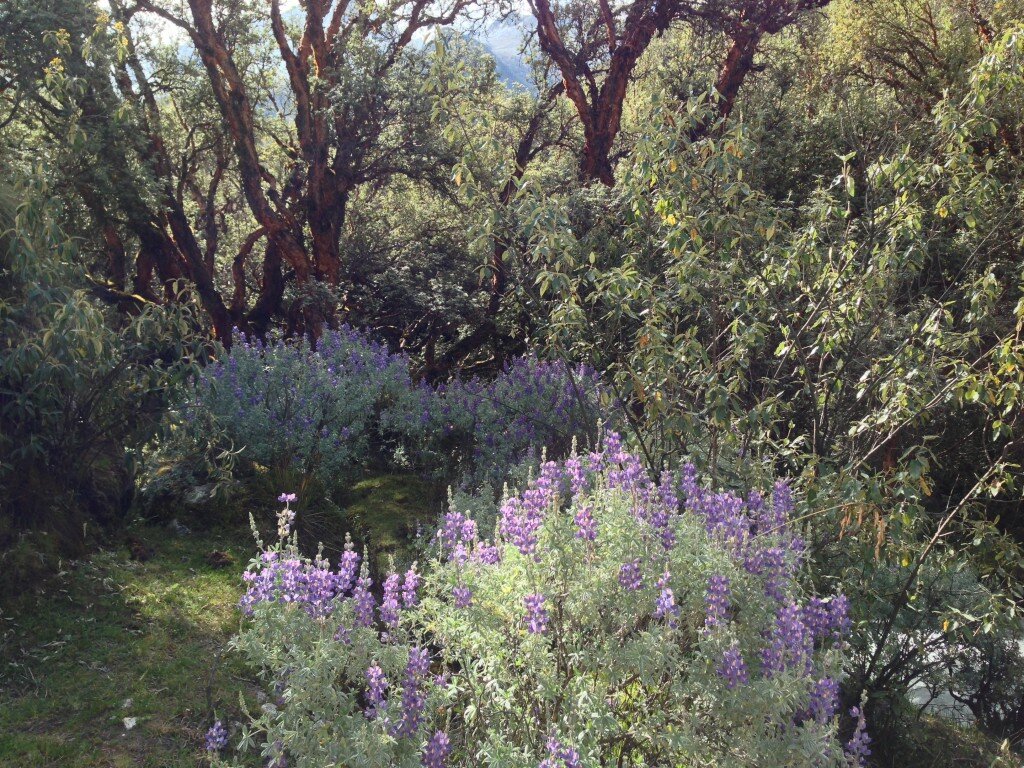 Down in the lower elevation, the vegetation reappeared.