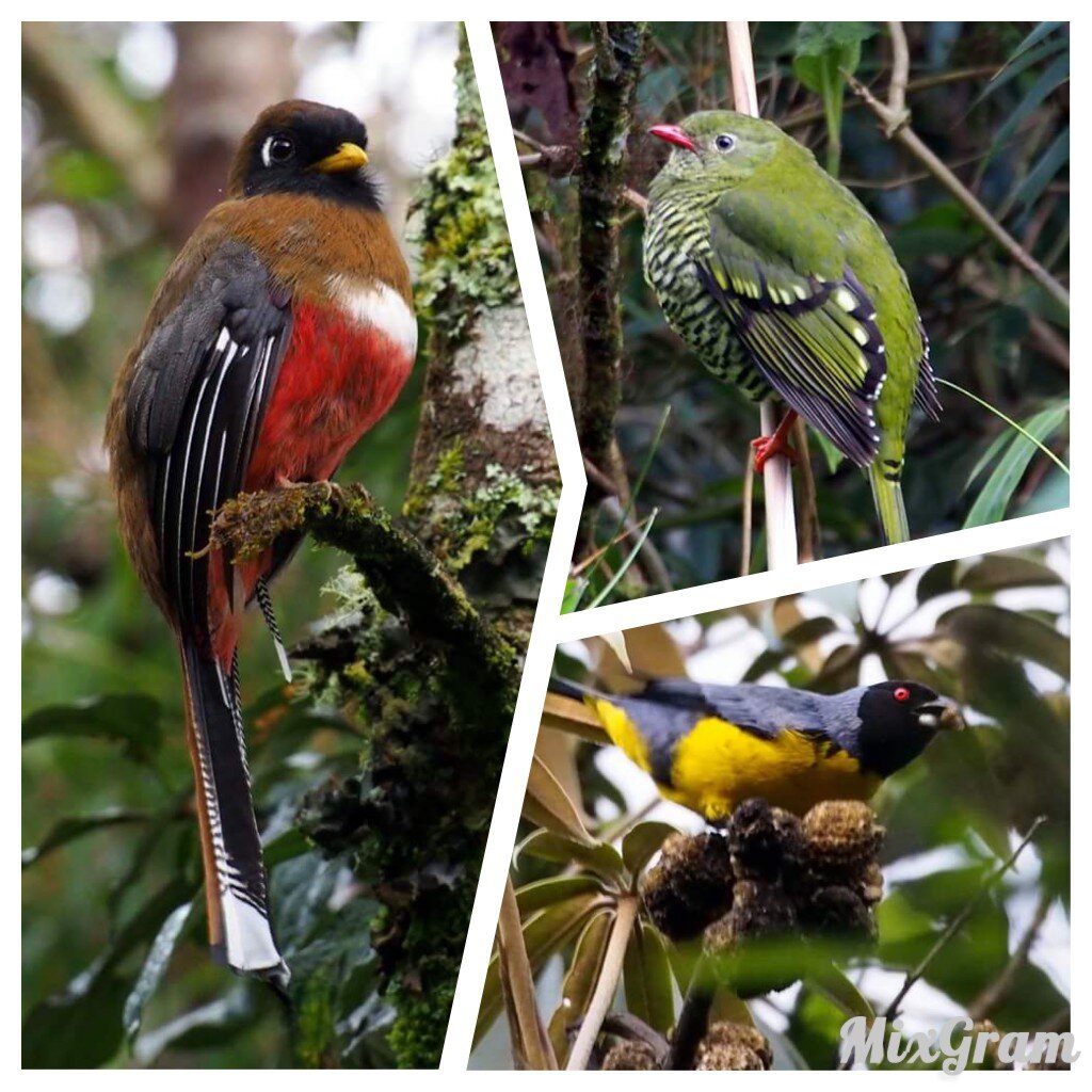 A sampler of Bird photos taken by Scott Mlynarczyk during our birdwatching walks in Podocarpus.