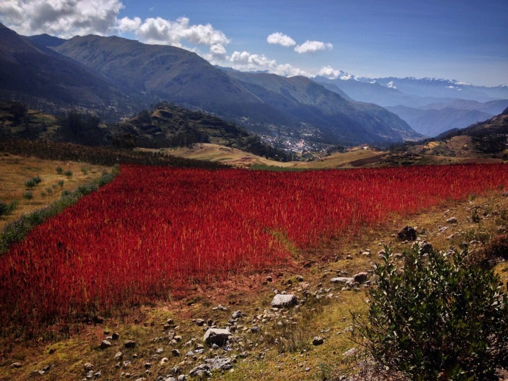 Quinoa in bloom!