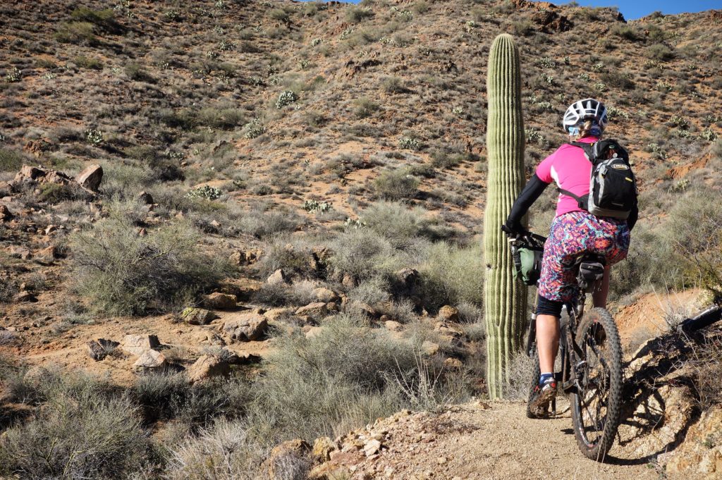 Once you lose some elevation, the Saguaros become more common.