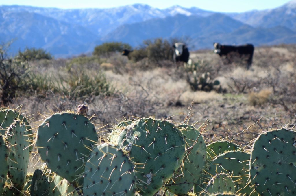 You share the high country with the cows.