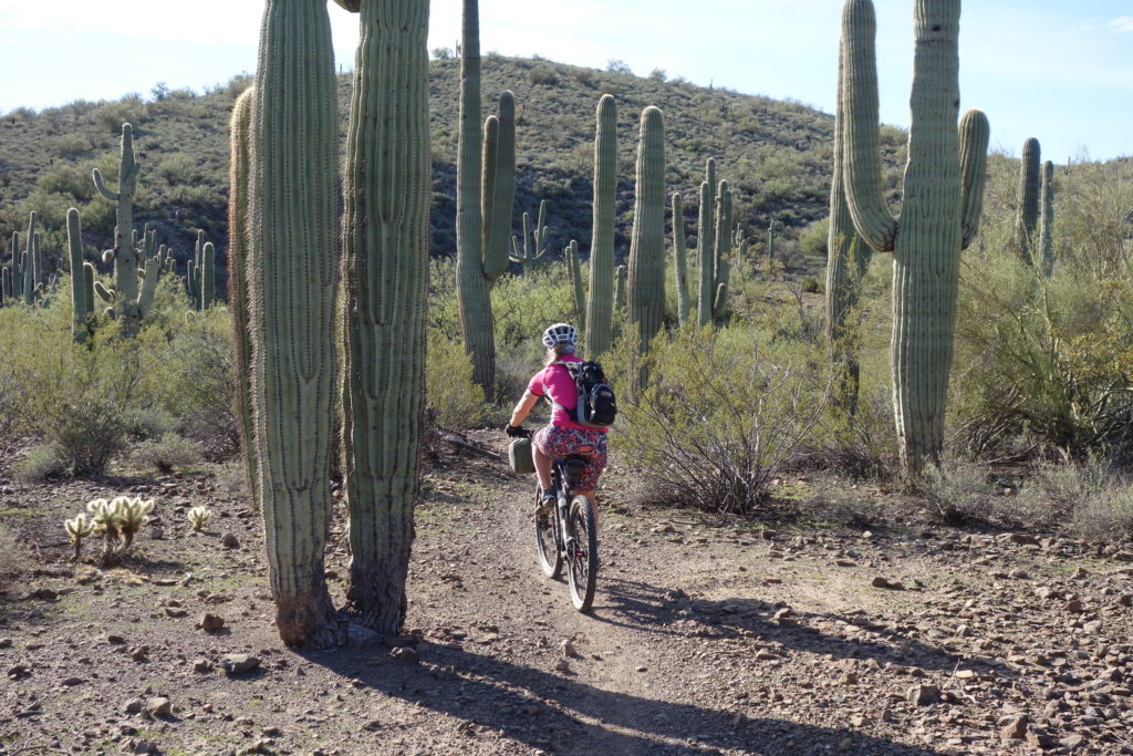 There are Saguara Forests down in the lower elevations.