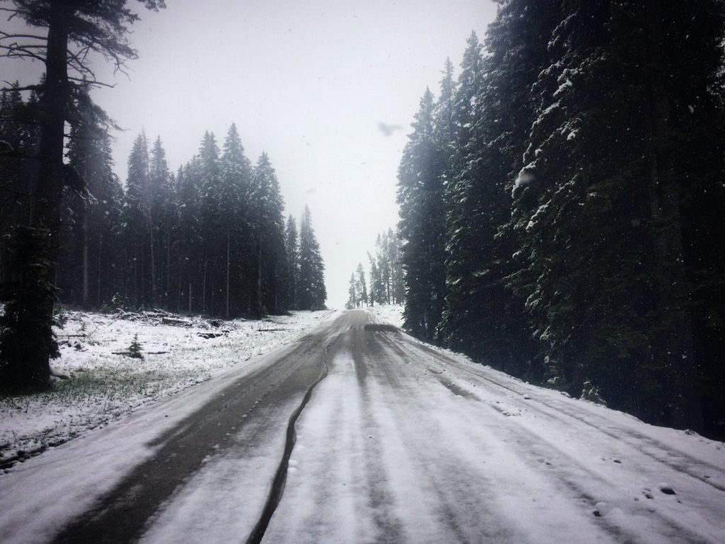 Soon after taking this shot, I would see the three moose!