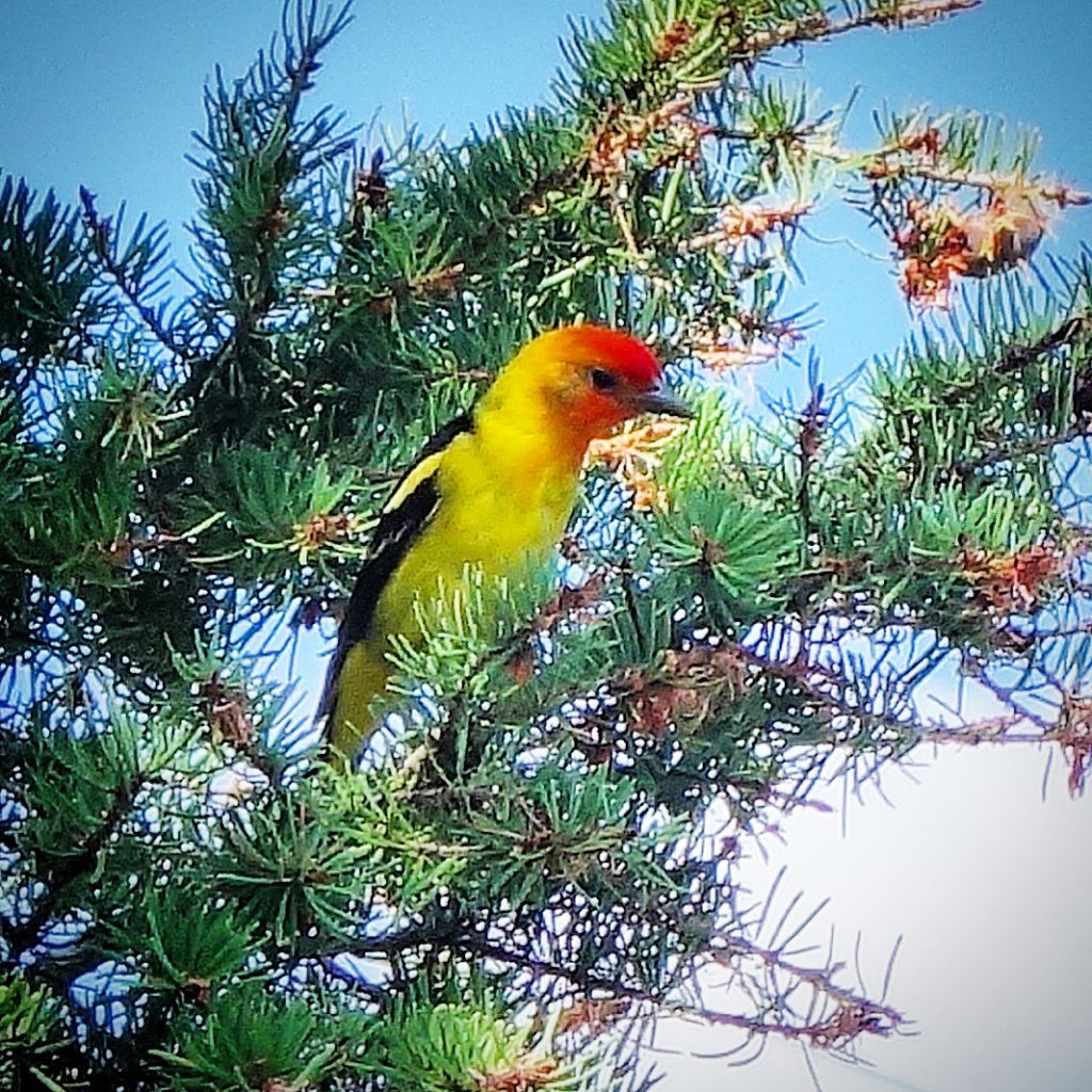 I was delighted to see these colorful birds. Stan easily identified it as a Western Tanager.