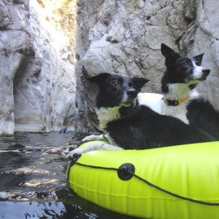 Dogs Waterfall Arroyo Seco