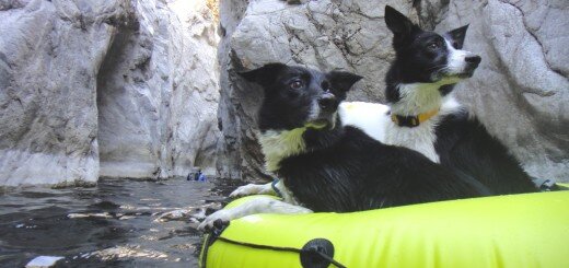 Dogs Waterfall Arroyo Seco