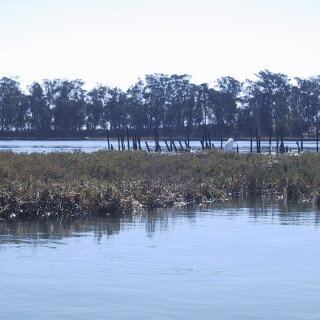 Egret
